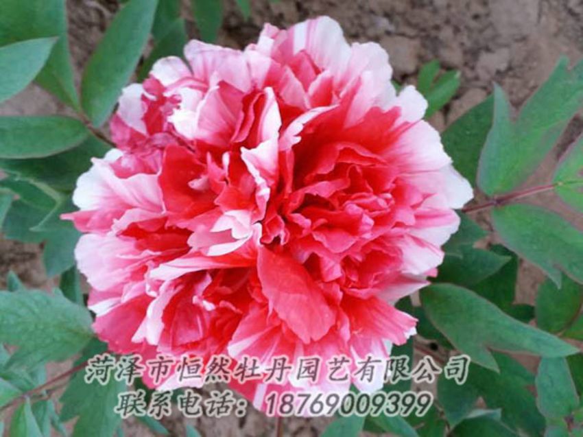 點擊查看詳細信息<br>標(biāo)題：復(fù)色牡丹 閱讀次數(shù)：1225