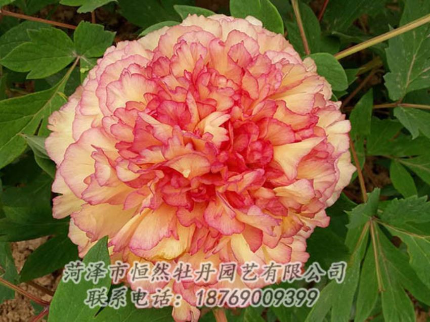 點擊查看詳細信息<br>標(biāo)題：復(fù)色牡丹 閱讀次數(shù)：1244