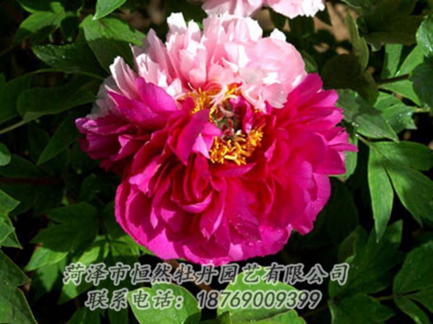 點擊查看詳細信息<br>標(biāo)題：復(fù)色牡丹 閱讀次數(shù)：1175