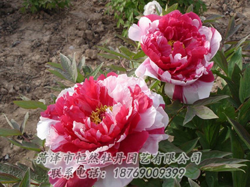 點擊查看詳細信息<br>標(biāo)題：復(fù)色牡丹 閱讀次數(shù)：1221