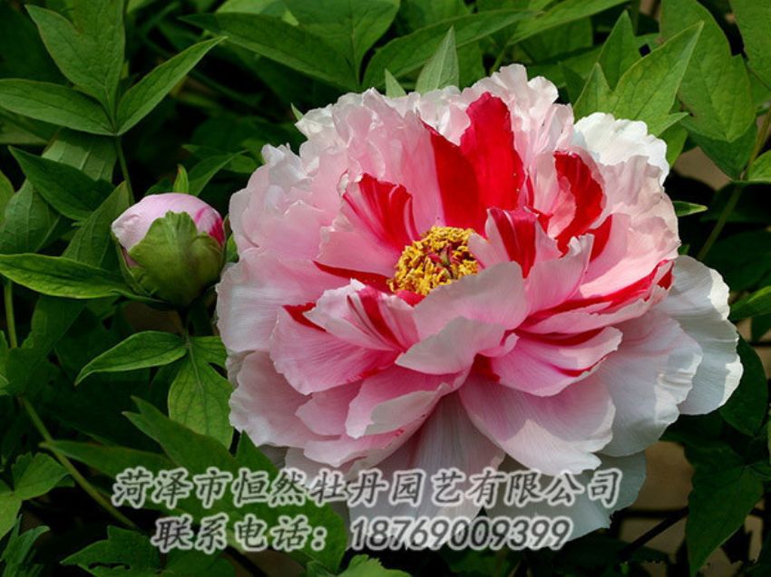 點(diǎn)擊查看詳細(xì)信息<br>標(biāo)題：復(fù)色牡丹 閱讀次數(shù)：2022