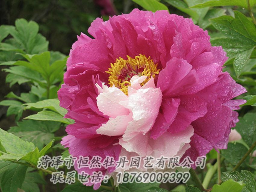 點擊查看詳細信息<br>標(biāo)題：復(fù)色牡丹 閱讀次數(shù)：1265