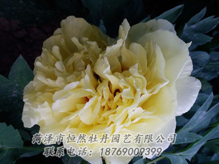 點(diǎn)擊查看詳細(xì)信息<br>標(biāo)題：黃色牡丹 閱讀次數(shù)：1164