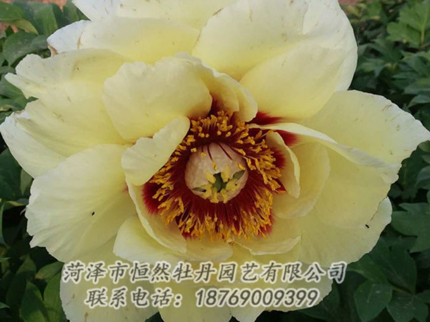 點(diǎn)擊查看詳細(xì)信息<br>標(biāo)題：黃色牡丹 閱讀次數(shù)：1178