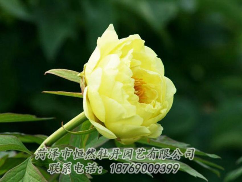 點(diǎn)擊查看詳細(xì)信息<br>標(biāo)題：黃色牡丹 閱讀次數(shù)：1952