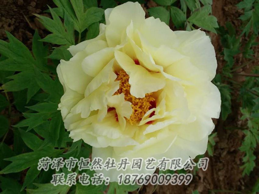 點(diǎn)擊查看詳細(xì)信息<br>標(biāo)題：黃色牡丹 閱讀次數(shù)：1920