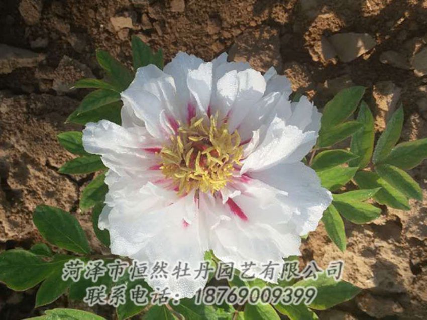 點擊查看詳細信息<br>標(biāo)題：白色牡丹 閱讀次數(shù)：1267