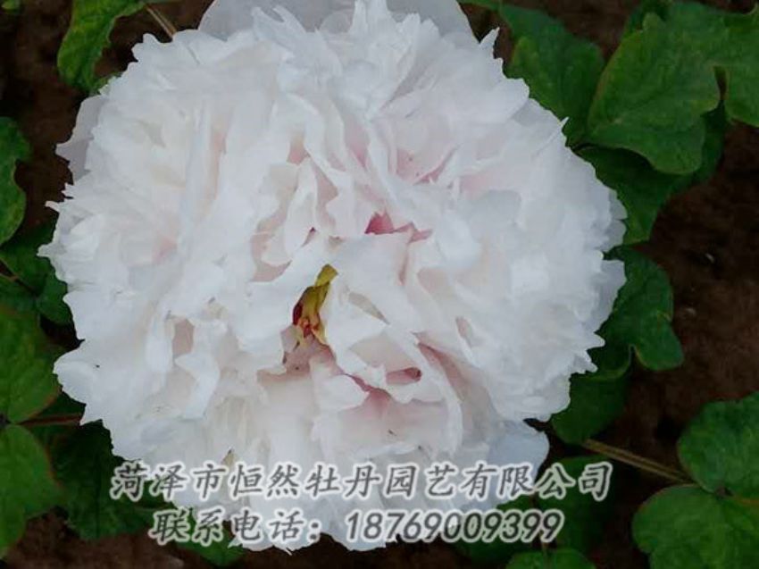 點(diǎn)擊查看詳細(xì)信息<br>標(biāo)題：白色牡丹 閱讀次數(shù)：1997
