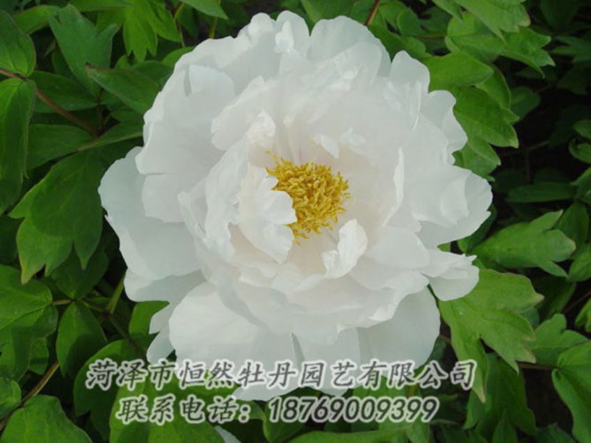 點(diǎn)擊查看詳細(xì)信息<br>標(biāo)題：白色牡丹 閱讀次數(shù)：1995