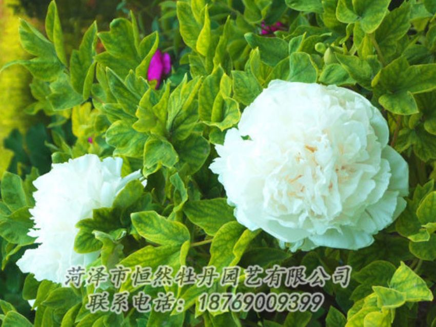 點擊查看詳細信息<br>標(biāo)題：白色牡丹 閱讀次數(shù)：1199