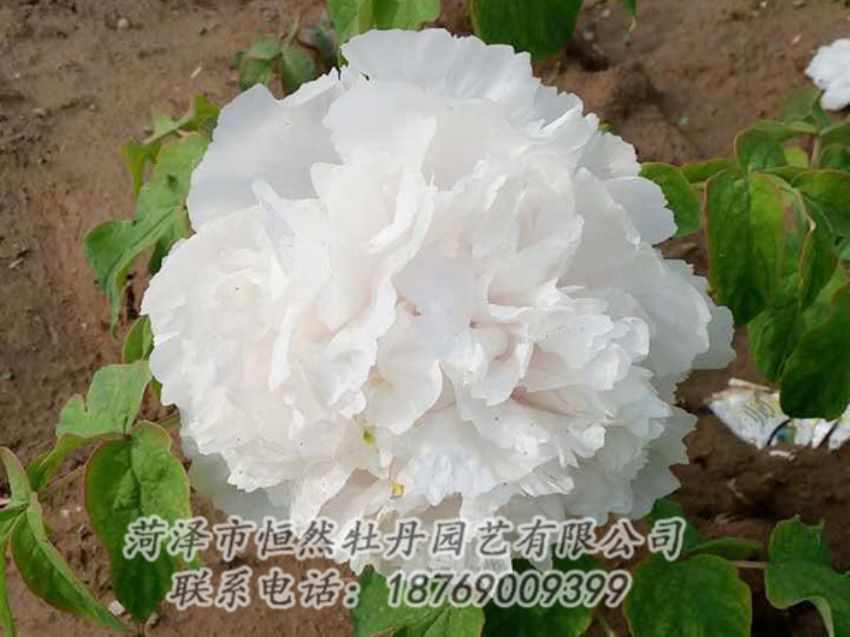 點(diǎn)擊查看詳細(xì)信息<br>標(biāo)題：白色牡丹 閱讀次數(shù)：1022