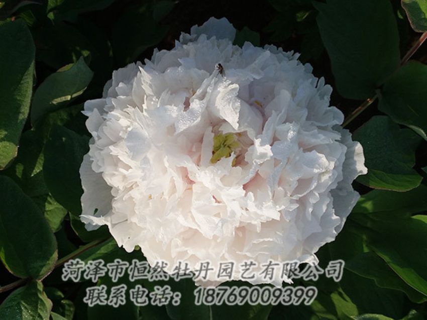 點擊查看詳細信息<br>標(biāo)題：白色牡丹 閱讀次數(shù)：1210