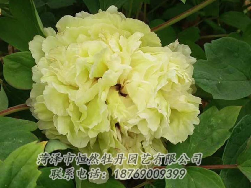 點(diǎn)擊查看詳細(xì)信息<br>標(biāo)題：綠色 閱讀次數(shù)：1101
