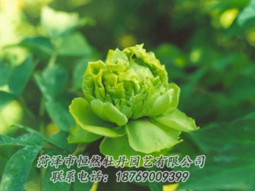 點(diǎn)擊查看詳細(xì)信息<br>標(biāo)題：綠色牡丹 閱讀次數(shù)：1247