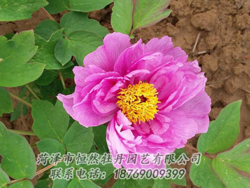 點(diǎn)擊查看詳細(xì)信息<br>標(biāo)題：紫色牡丹 閱讀次數(shù)：1190