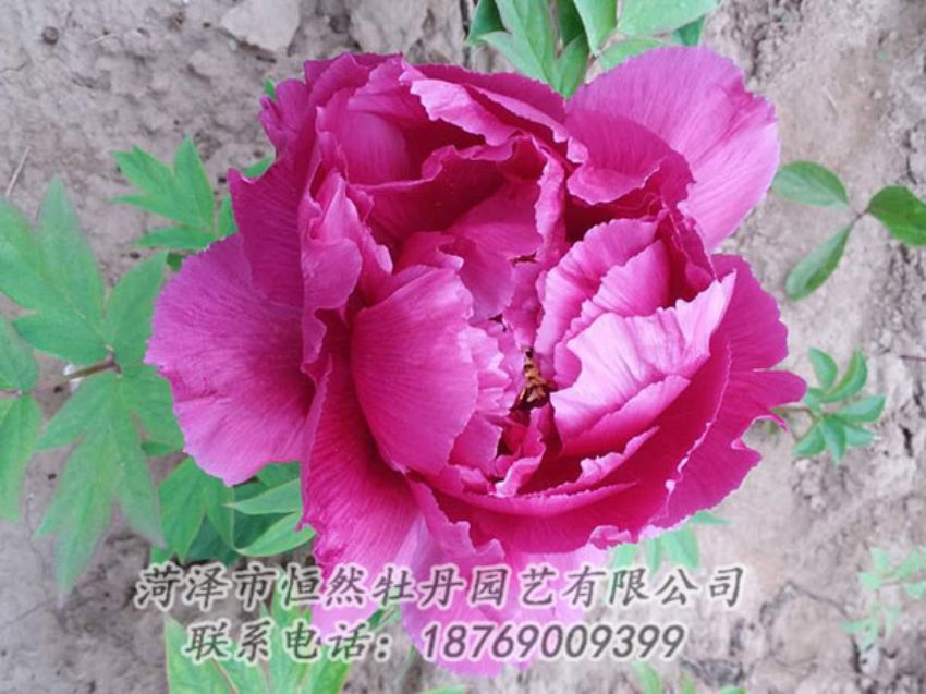 點(diǎn)擊查看詳細(xì)信息<br>標(biāo)題：紫色牡丹 閱讀次數(shù)：1170