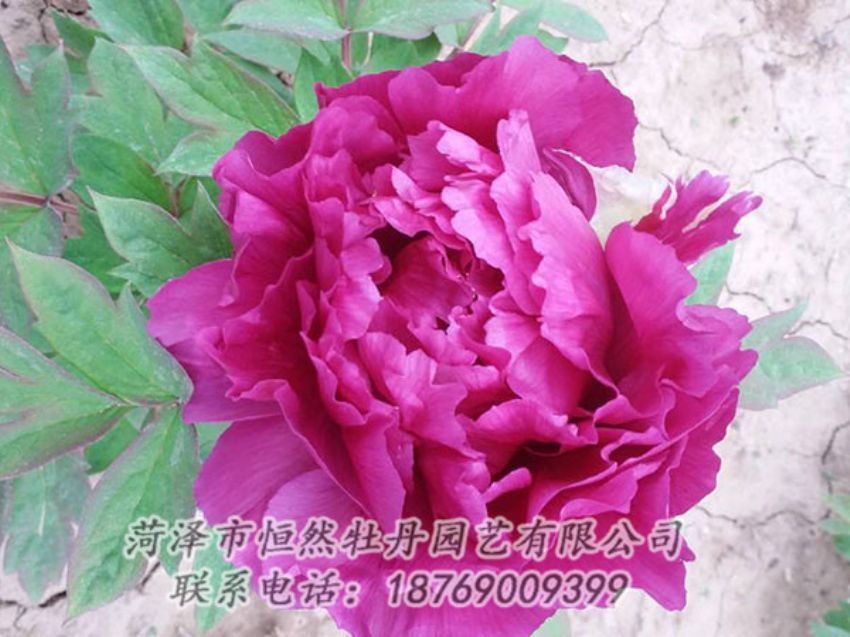 點(diǎn)擊查看詳細(xì)信息<br>標(biāo)題：紫色牡丹 閱讀次數(shù)：1294
