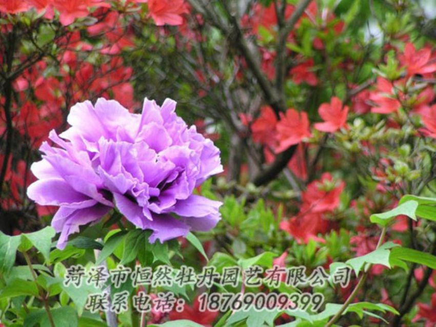點(diǎn)擊查看詳細(xì)信息<br>標(biāo)題：紫色牡丹 閱讀次數(shù)：1958