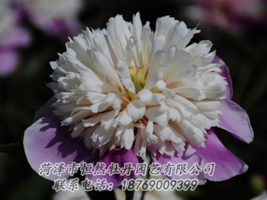 點擊查看詳細信息<br>標(biāo)題：復(fù)色芍藥 閱讀次數(shù)：1262