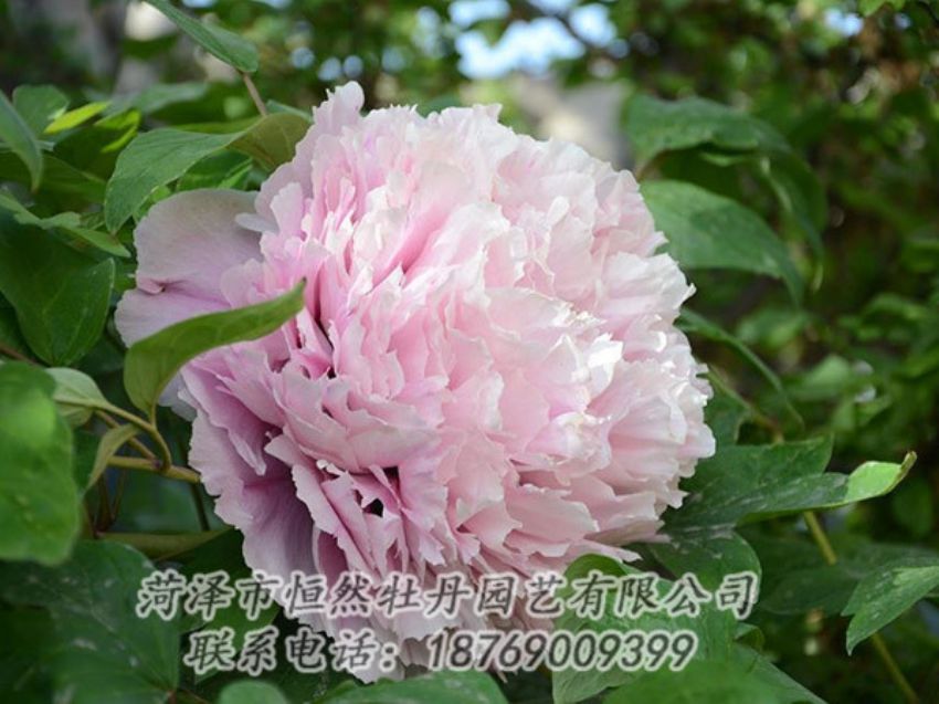 點(diǎn)擊查看詳細(xì)信息<br>標(biāo)題：粉色牡丹 閱讀次數(shù)：2013