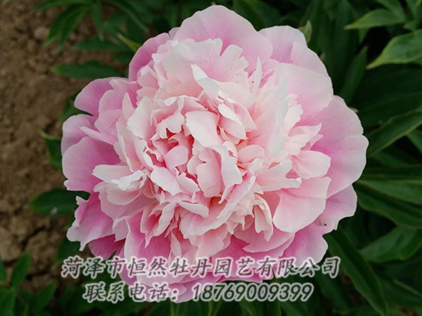 點(diǎn)擊查看詳細(xì)信息<br>標(biāo)題：粉色牡丹 閱讀次數(shù)：1979