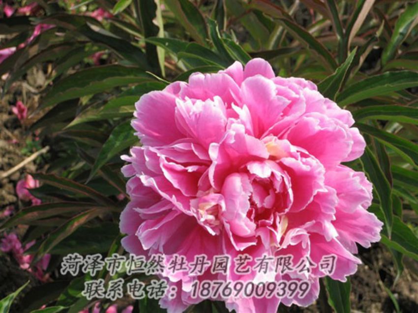點擊查看詳細信息<br>標題：西施紅妝 閱讀次數(shù)：1065
