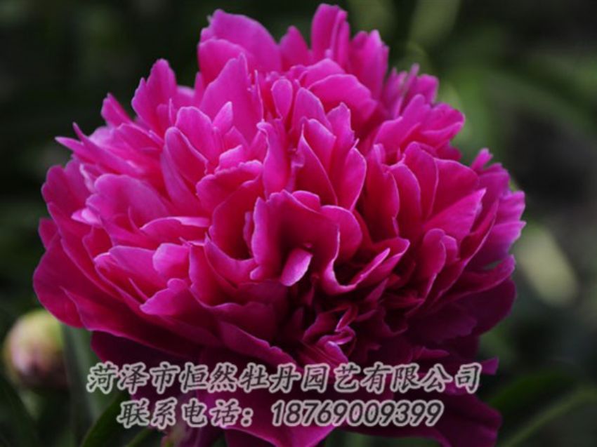 點擊查看詳細信息<br>標題：瑪瑙紅 閱讀次數(shù)：1035