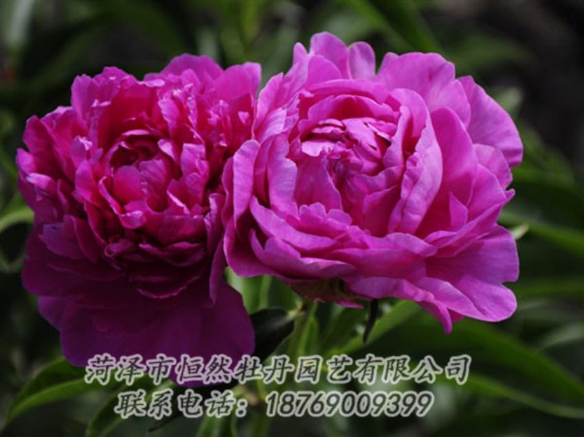 點擊查看詳細信息<br>標題：紅玫瑰 閱讀次數(shù)：995