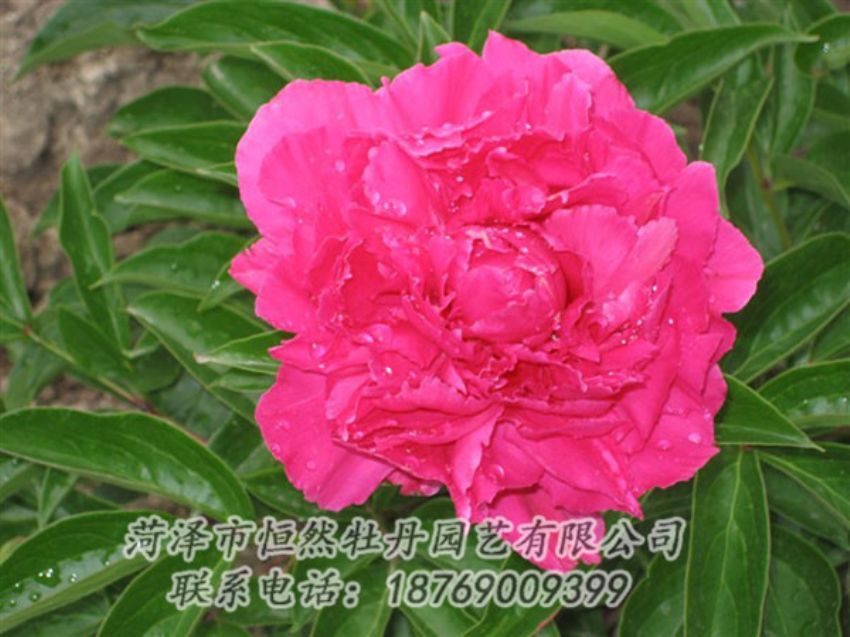 點擊查看詳細信息<br>標題：紅冠芳 閱讀次數(shù)：1072