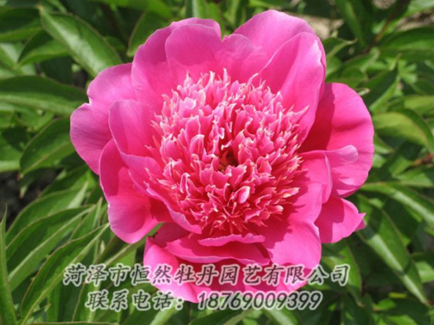 點擊查看詳細信息<br>標題：紅繡球 閱讀次數(shù)：1035