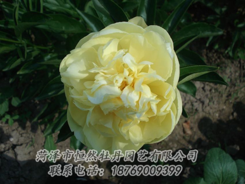 點擊查看詳細信息<br>標題：黃色芍藥 閱讀次數(shù)：1306
