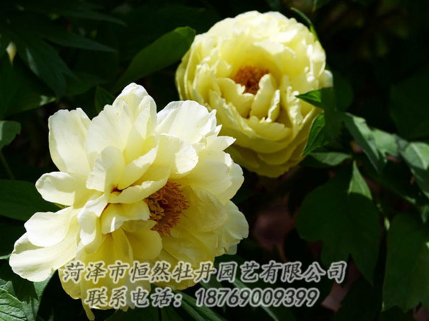 點擊查看詳細信息<br>標題：黃色芍藥 閱讀次數(shù)：1229