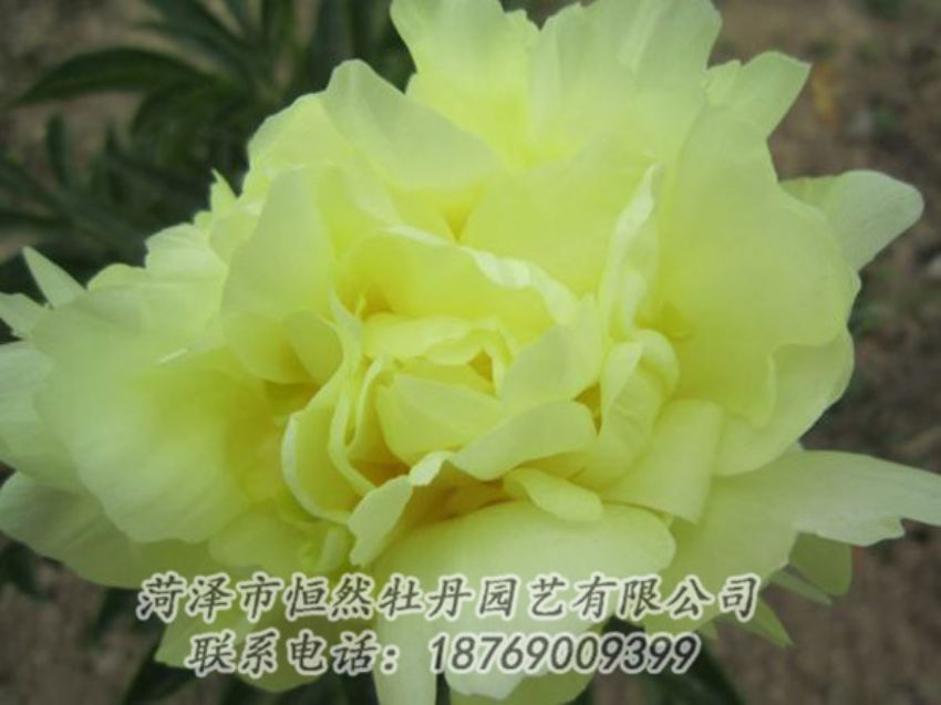 點擊查看詳細信息<br>標題：黃色芍藥 閱讀次數(shù)：1255