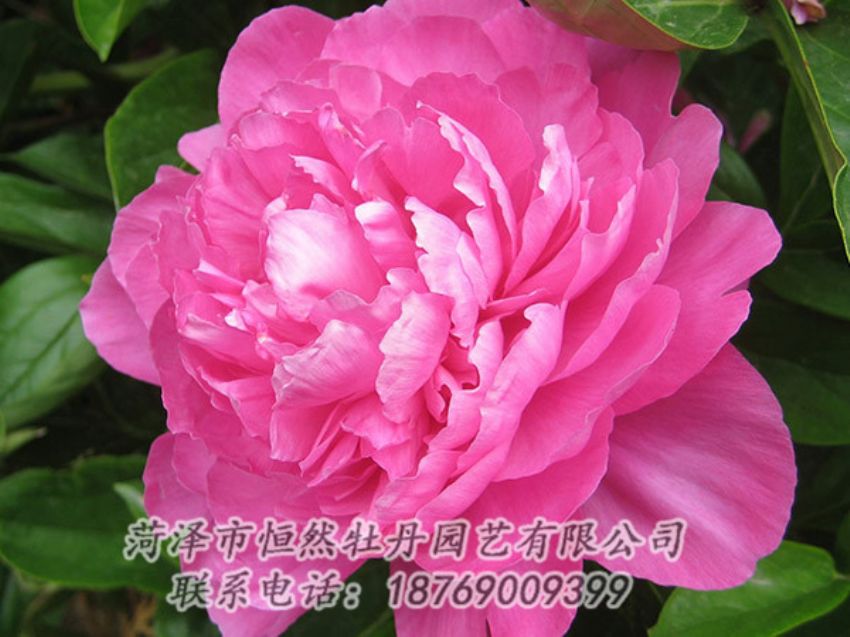 點(diǎn)擊查看詳細(xì)信息<br>標(biāo)題：紅色芍藥 閱讀次數(shù)：1084