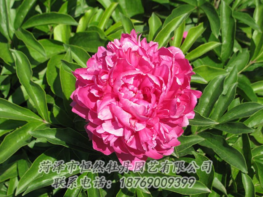 點(diǎn)擊查看詳細(xì)信息<br>標(biāo)題：紅色芍藥 閱讀次數(shù)：1191