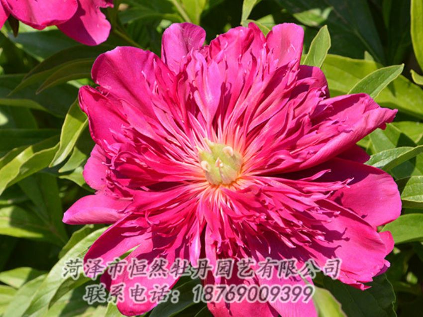 點(diǎn)擊查看詳細(xì)信息<br>標(biāo)題：紅色芍藥 閱讀次數(shù)：1138