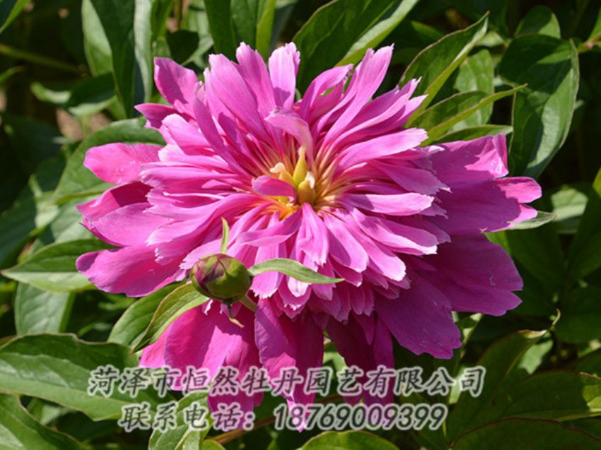點(diǎn)擊查看詳細(xì)信息<br>標(biāo)題：紅色芍藥 閱讀次數(shù)：1175
