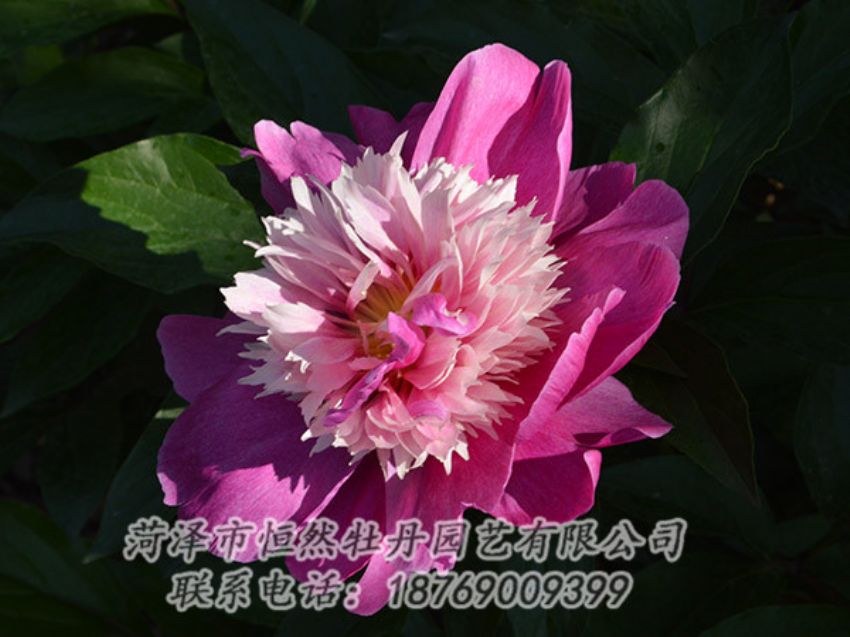 點(diǎn)擊查看詳細(xì)信息<br>標(biāo)題：紅色芍藥 閱讀次數(shù)：1265