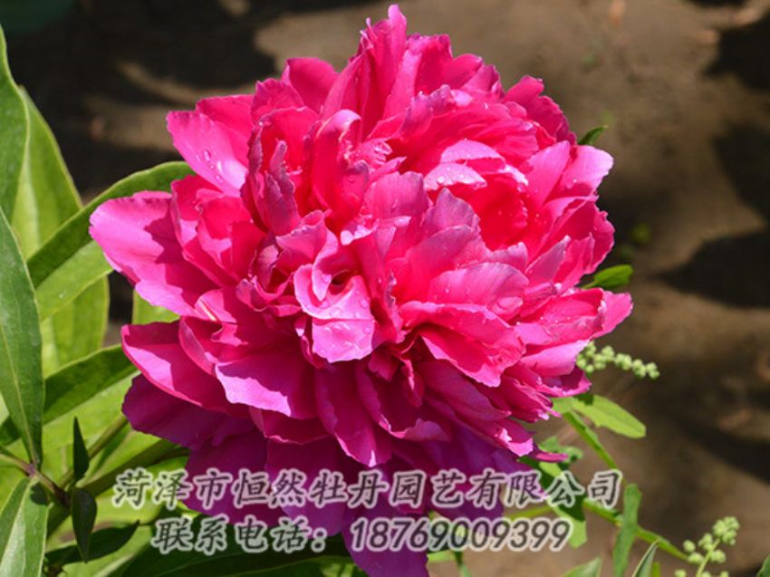 點(diǎn)擊查看詳細(xì)信息<br>標(biāo)題：紅色芍藥 閱讀次數(shù)：1152