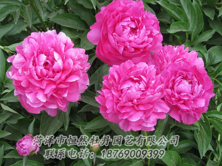 點(diǎn)擊查看詳細(xì)信息<br>標(biāo)題：紅色芍藥 閱讀次數(shù)：1194