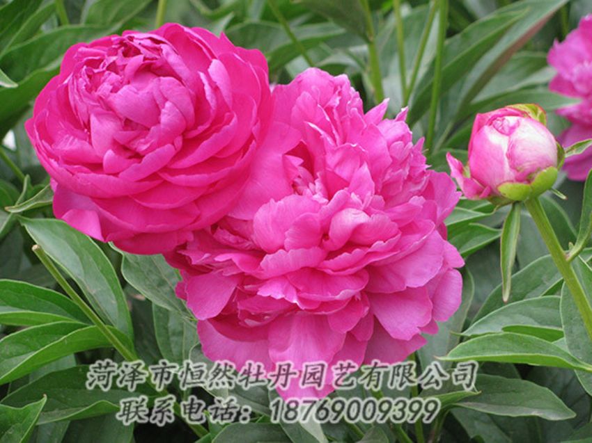 點(diǎn)擊查看詳細(xì)信息<br>標(biāo)題：紅色芍藥 閱讀次數(shù)：1190