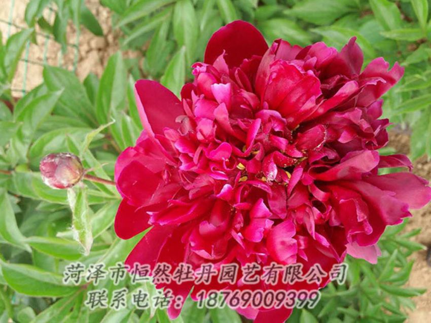 點(diǎn)擊查看詳細(xì)信息<br>標(biāo)題：紅色芍藥 閱讀次數(shù)：1202