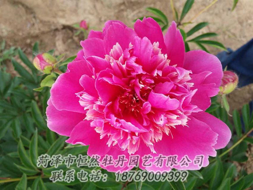 點擊查看詳細信息<br>標題：紅色芍藥 閱讀次數：1226