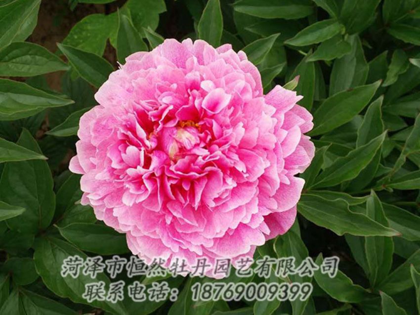 點擊查看詳細信息<br>標題：紅色芍藥 閱讀次數：1231