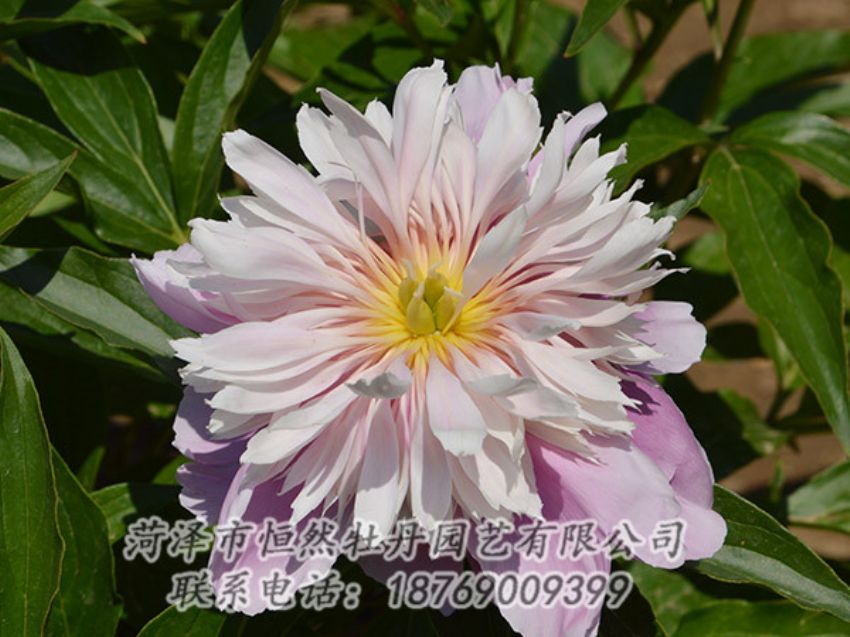 點擊查看詳細信息<br>標題：粉色芍藥 閱讀次數：1320
