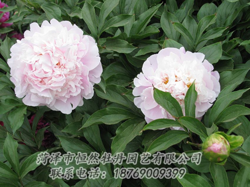 點擊查看詳細信息<br>標題：粉色芍藥 閱讀次數：1212