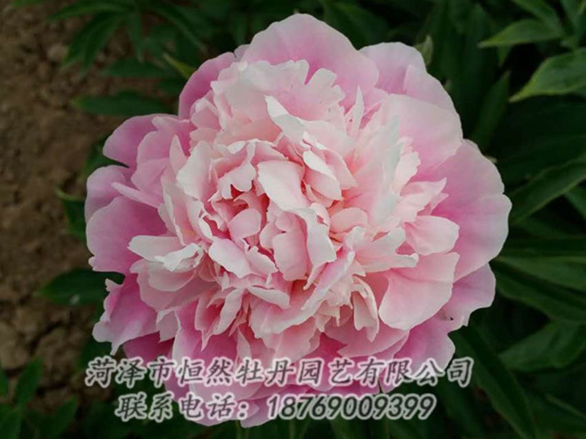 點擊查看詳細信息<br>標題：粉色芍藥 閱讀次數：1445