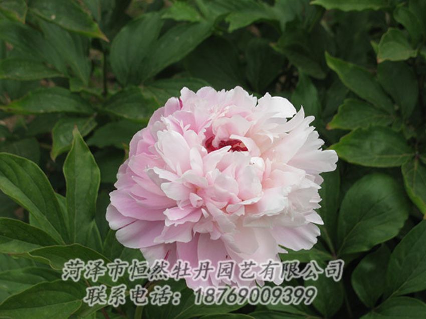 點擊查看詳細信息<br>標題：粉色芍藥 閱讀次數：1168
