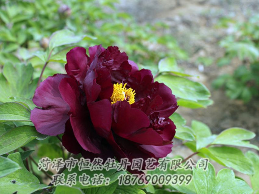 點(diǎn)擊查看詳細(xì)信息<br>標(biāo)題：黑色牡丹 閱讀次數(shù)：1182