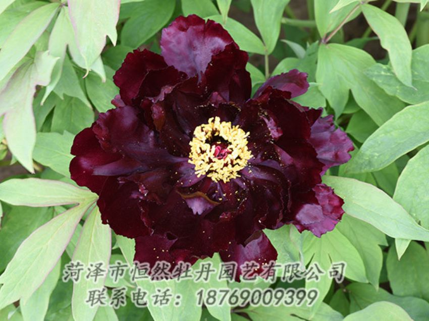 點(diǎn)擊查看詳細(xì)信息<br>標(biāo)題：黑色牡丹 閱讀次數(shù)：1351